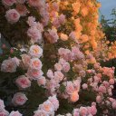 Дарья Дарья