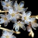 Ольга Ольга