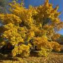 Амаля Новрузова