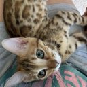 Дарья Дегтярева