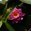 Дарья Терещенко