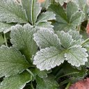 Книга Рецептов