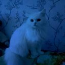 Алиса Левит