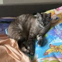 Лиза Веселова