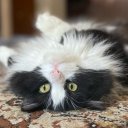 Татьяна Волкова