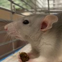 Риша Тарских