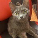 Алина Антонова