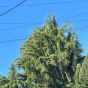 Ллойд Мантгомери