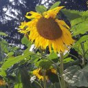 Мария Шевелева