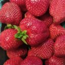 Ольга Сутягина