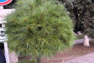 Куриное суфле с овощами