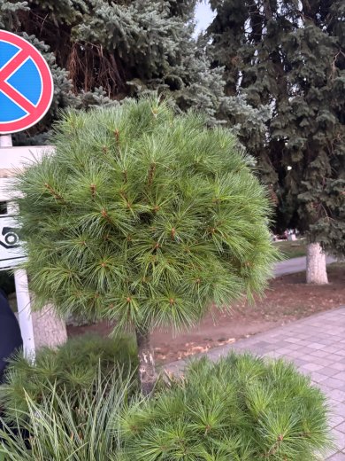 Куриное суфле с овощами