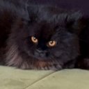 Анна Хорват