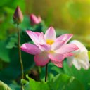 Татьяна Горбунова