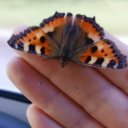 Анна Широкова