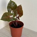 Лена Сурова